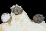 Three Enrolled Acernaspis Trilobite - Quebec #130672-2